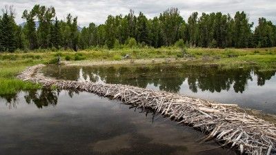 Beaver dam - right to remain