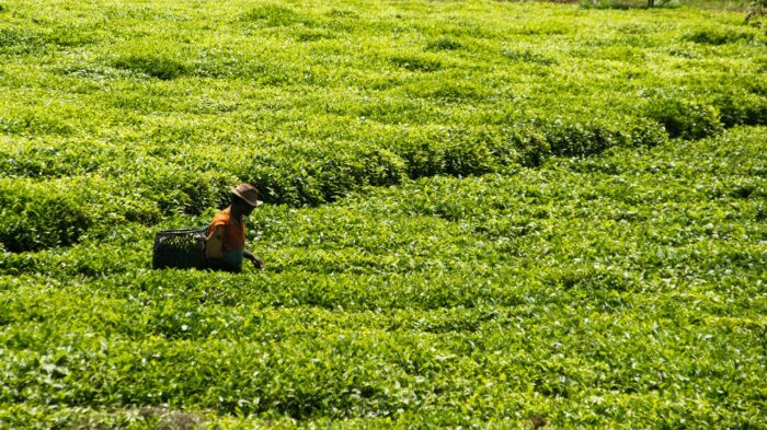 Kenyan Tea