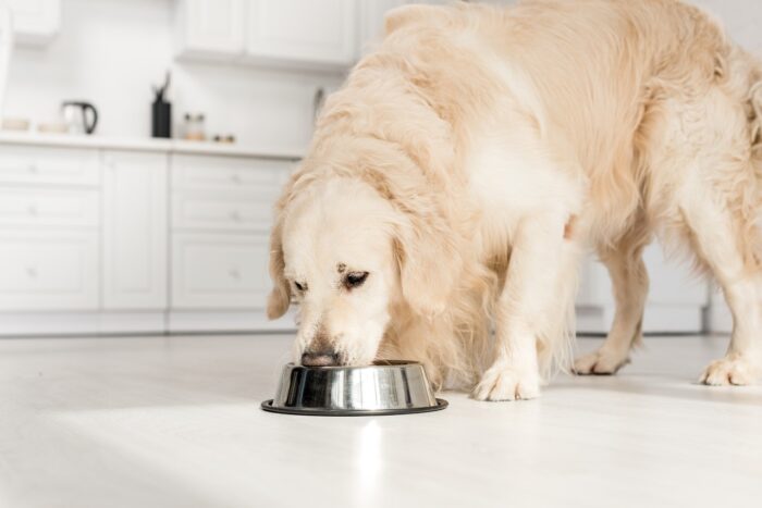 cute golden retriever eating dog food from metal bowl in kitchen